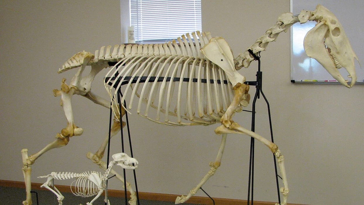Animal Chiro Helps All Walks of Life