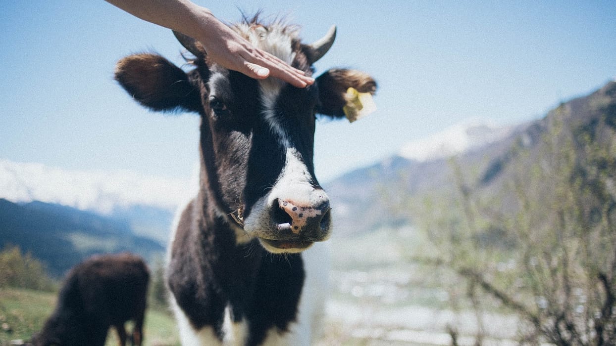 Animal Chiro Helps FFA