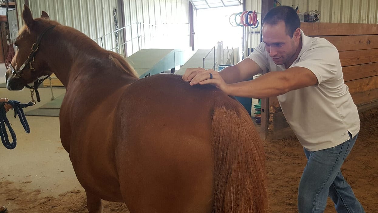 Animal Chiro Helps Equine