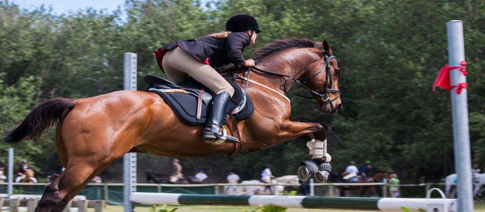 Animal Chiro Helps Hunter/Jumper