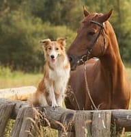 Animal Chiropractic