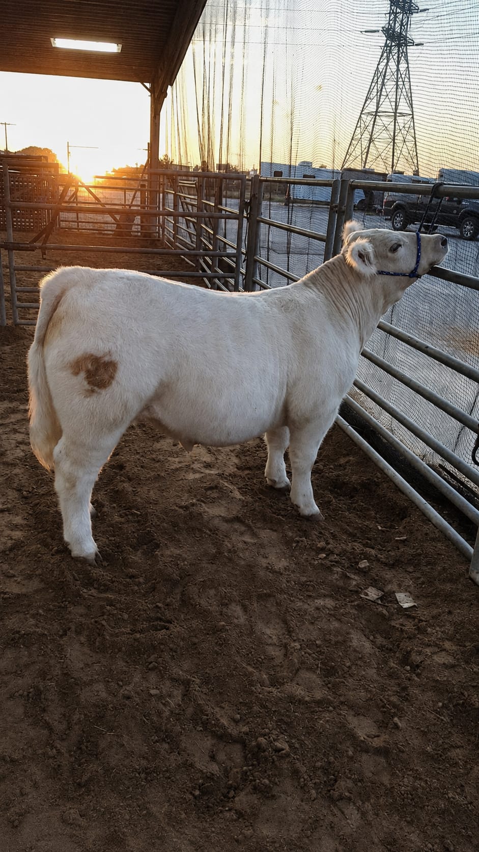 Bovine chiropractic care supporting show-animal mobility and comfort