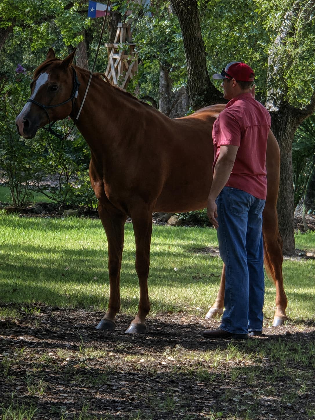 Equine chiropractic assessment for a horse's movement, comfort and performance