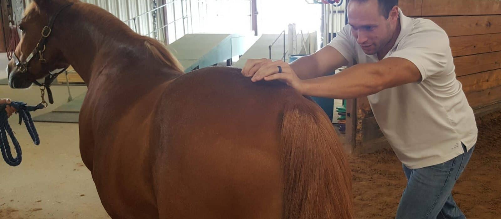 Animal Chiro Helps Equine